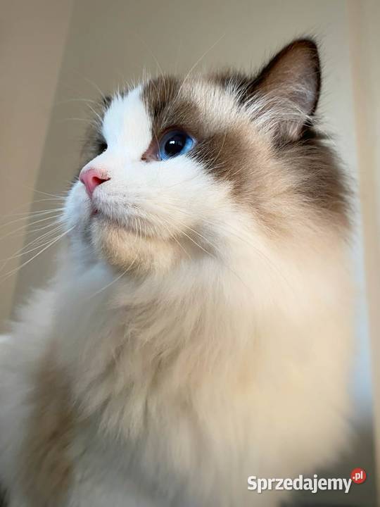 ragdoll kocur duży bedzie rodowód FPL Zwierzęta lubuskie Gorzów Wielkopolski
