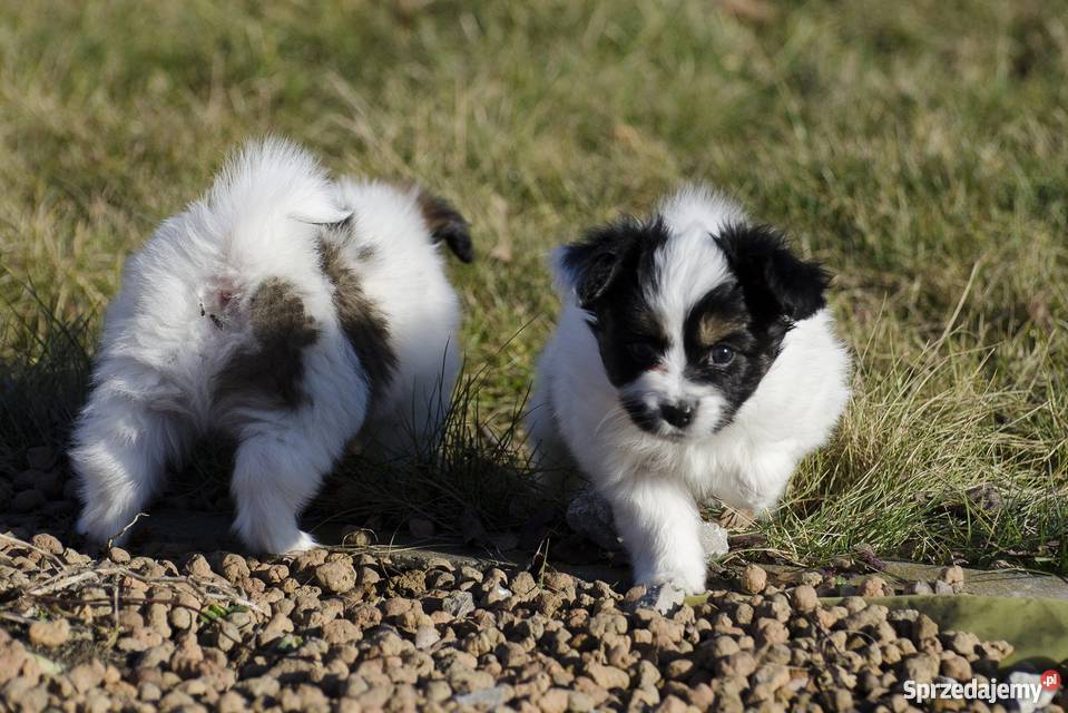 Szczeniaki Papillon trikolor mazowieckie