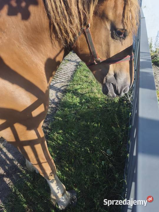 Źróbka kasztanka Kąkolewnica