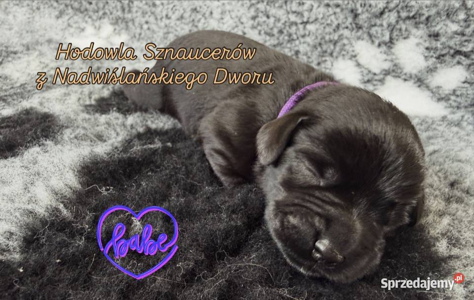 Sznaucer Miniaturowy Czarny szczenięta Licze