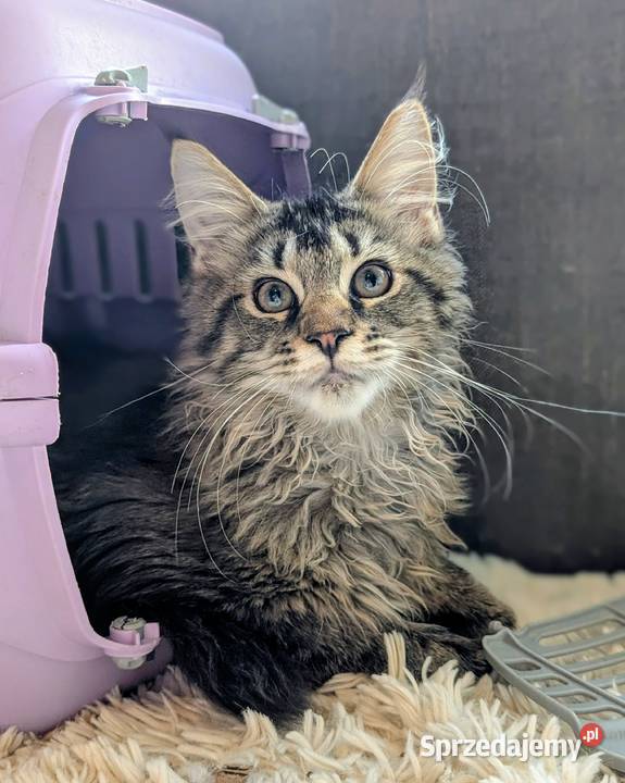 Kocięta Maine Coon z hodowli FIFe FPL rodowód Wrocław