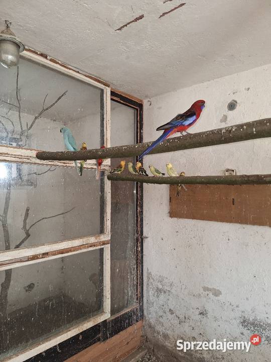 Sprzedam papugi świergotki wielkopolskie Mechlin