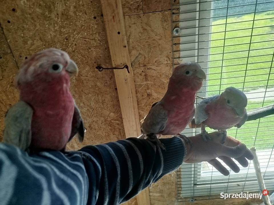 Kakadu różowy Siedlce