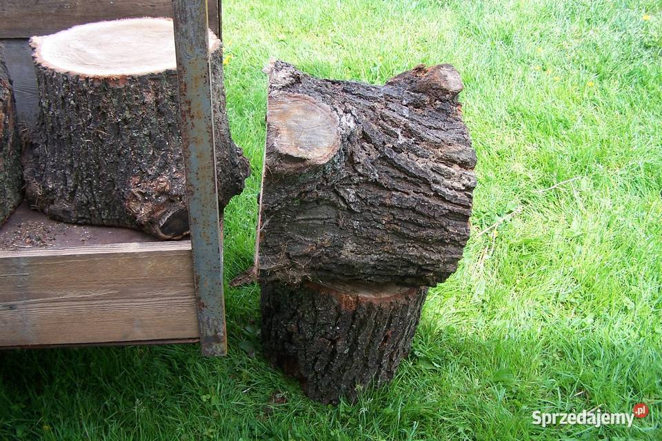 pieńki dębowe 35 35