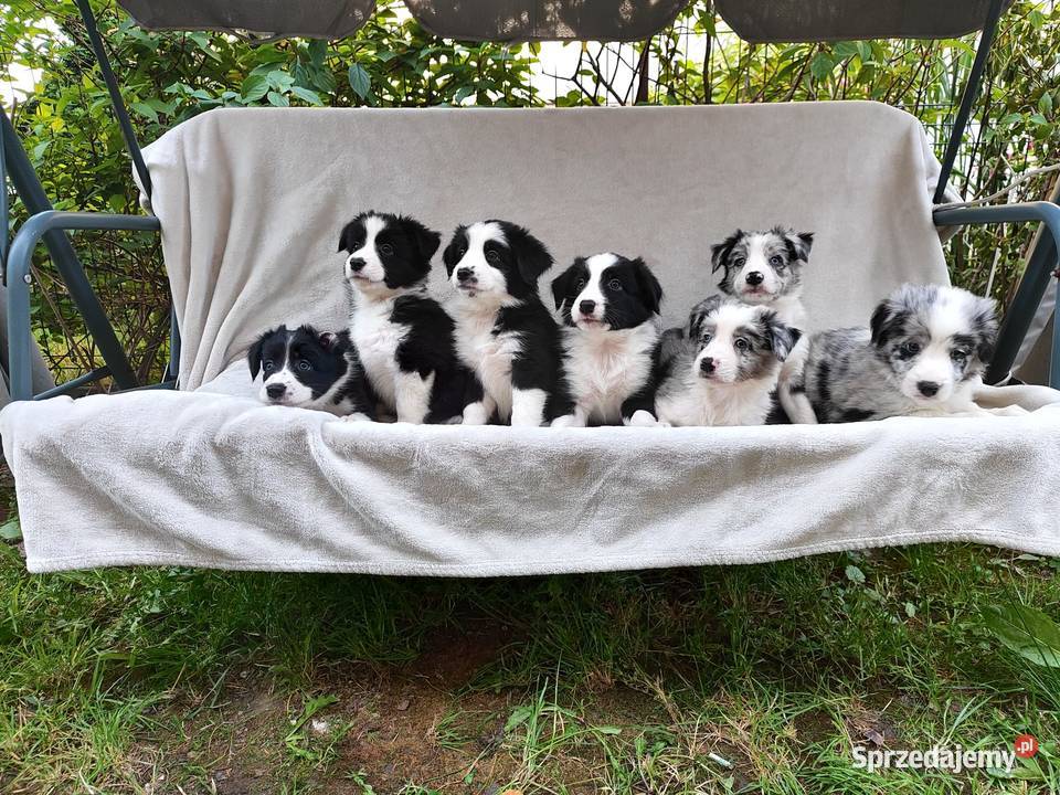 Suczka Border collie blue merle z rodowodem z Pozostałe Rymanów