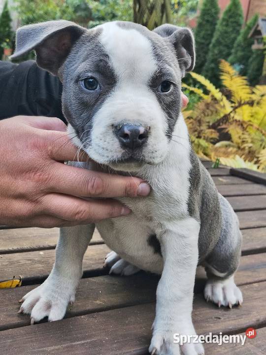 American Bully ABKC standard pies suka Warszawa