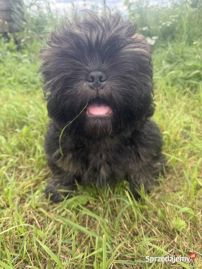 Pięciopokoleniowe Shih Tzu