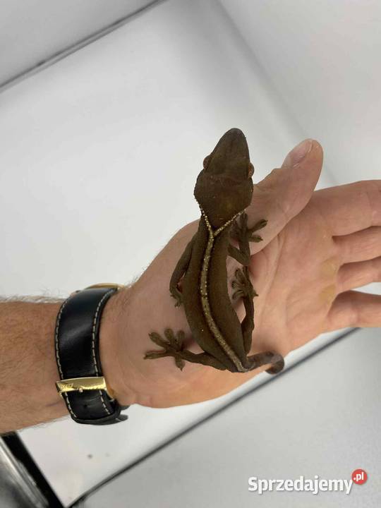 Gekon paskowany Olsztyn sprzedam