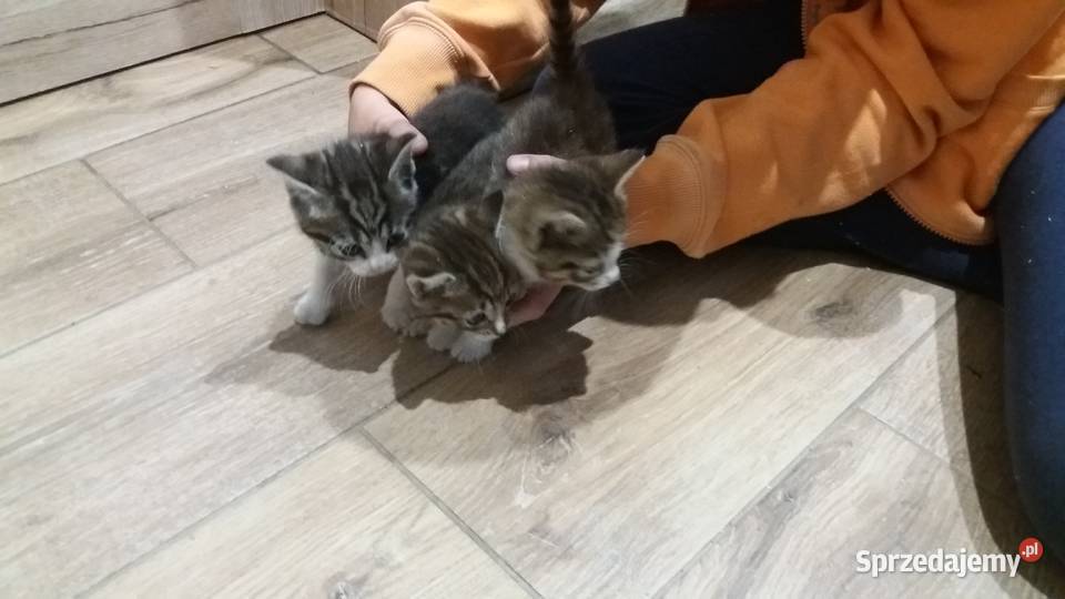 Kotki kocurki kociaki kotka koty Tczew