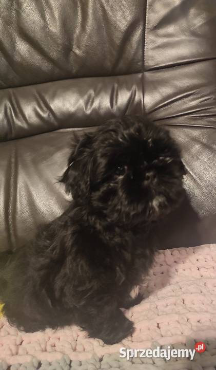 Shihtzu czarna suczka Kolbuszowa
