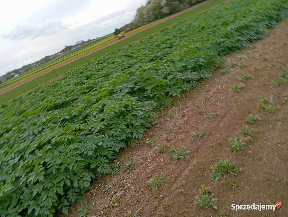 Nasiona arcydzięgiel litwor 2024 lubelskie Izbica