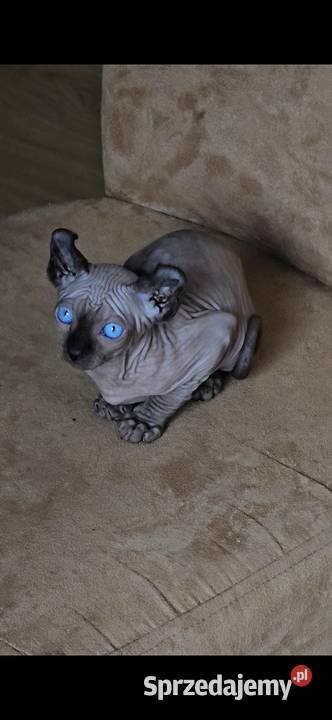 Gotowy do odbioru Sfinks POINT SPH SPHYNX SFINX