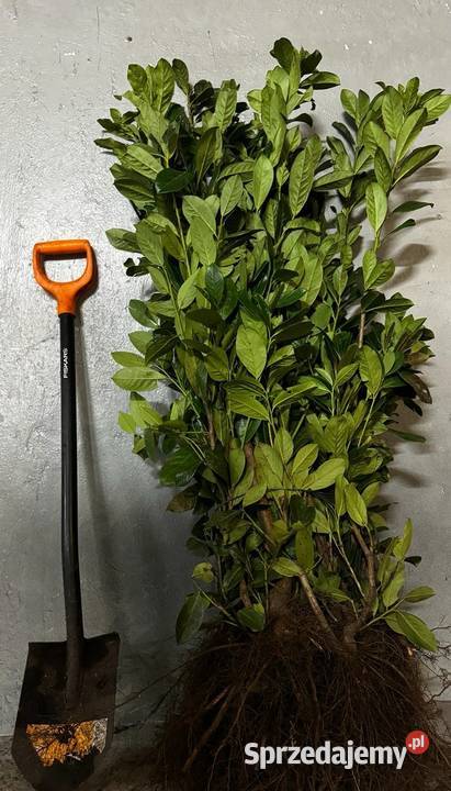 Laurowiśnia Novita zielony żywopłot 80100 świętokrzyskie Kielce