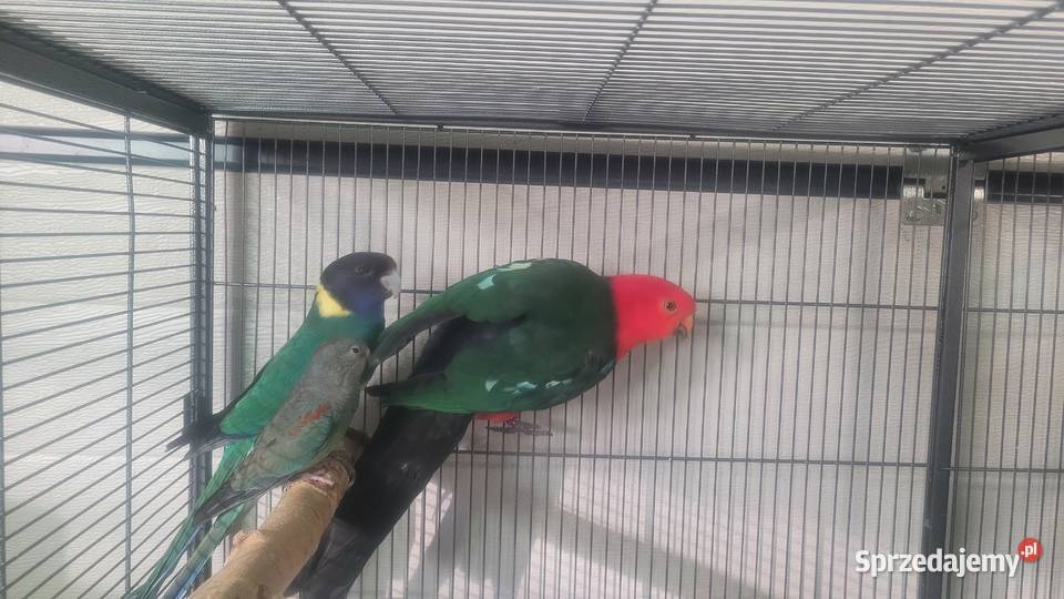 Świergotka wielobarwna Wieliczka