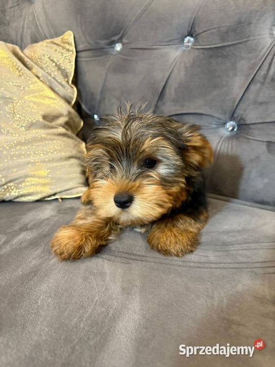 York Shire terrier piesek Legionowo