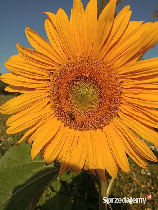 Słonecznik ozdobnykwiat cięty Pozostałe Boguszki sprzedam