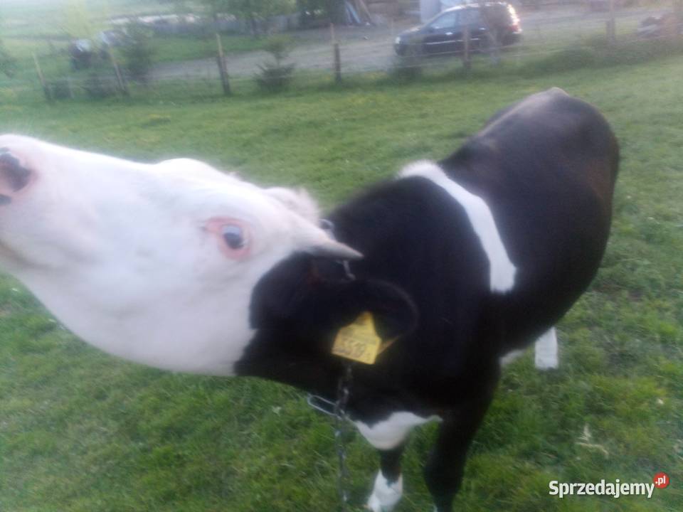 Jałówka do zacielenia Bydło mleczne