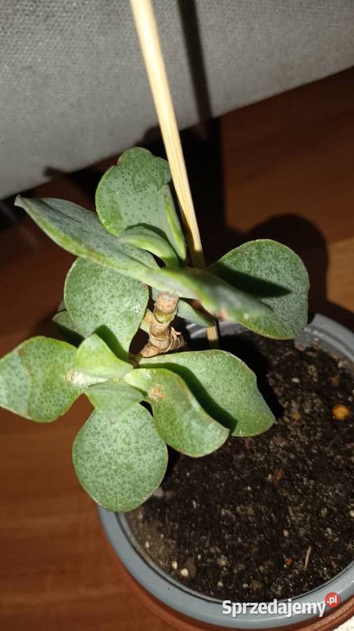 Crassula Arborescens Crassula undulatifolia Blue mazowieckie Warszawa
