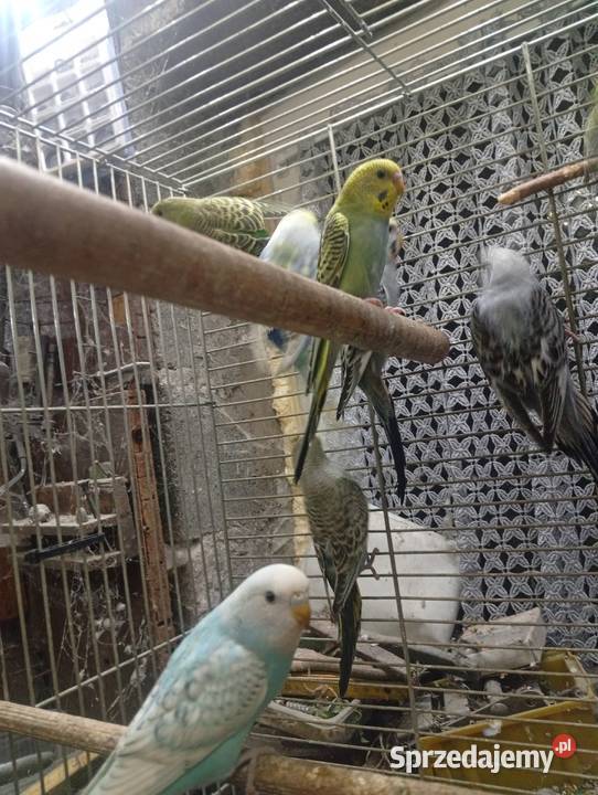 Papugi Faliste młode Ptaki śląskie Częstochowa