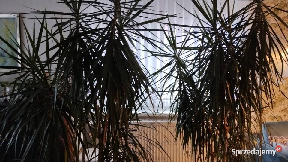 Kwiaty duże wyrośnięte palma asparagusBenjamin Krapkowice