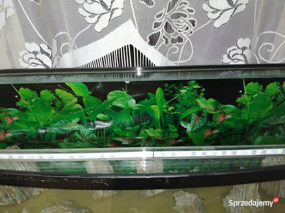 Akwarium 220l z szafką Myszków