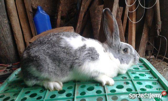 Sprzedam króliki hodowlanemieszańce BO wyprzedaż