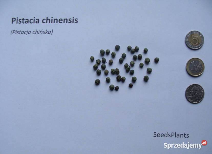 PISTACJA CHIŃSKA Pistacia chinensis NASIONA 150 Lubanie