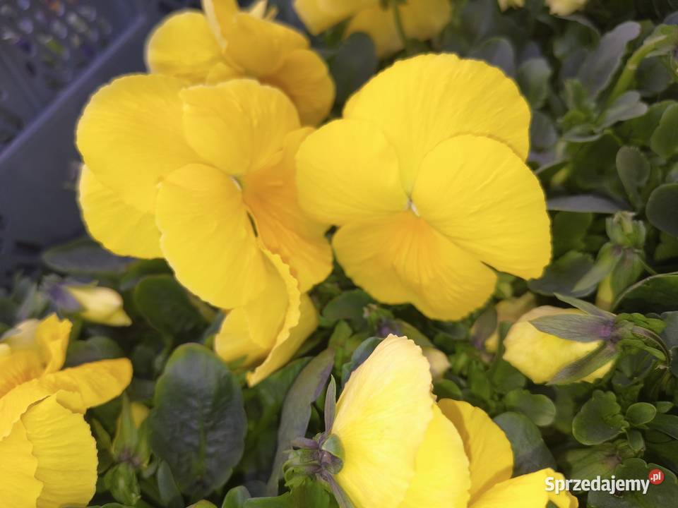 Sprzedam bratki Dziurów