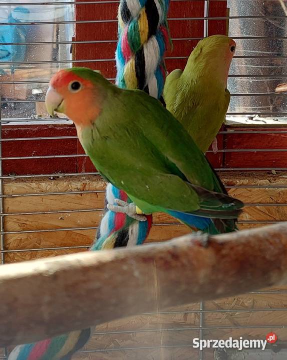Papugi nierozłączki 21r Lubin sprzedam