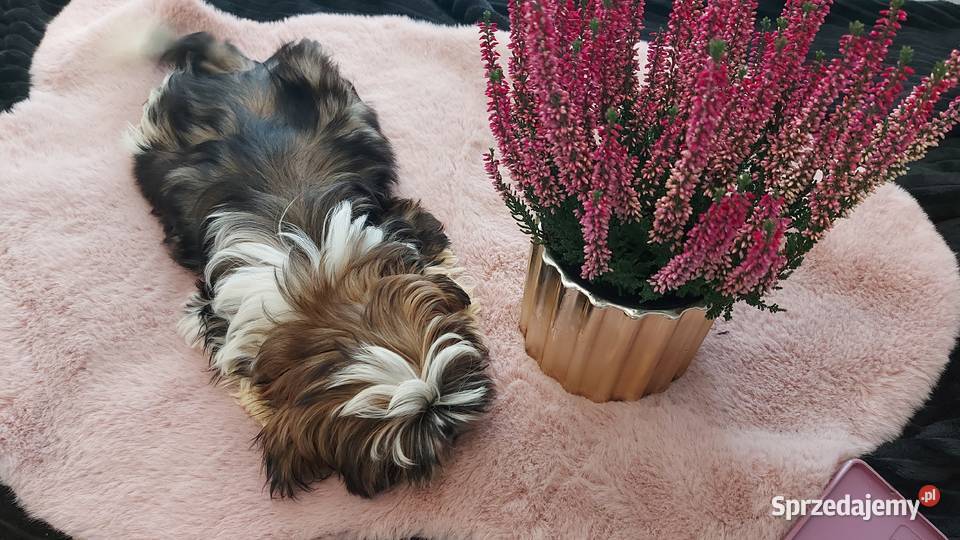 Śliczny wesoły piesek shih tzu Zwierzęta Brzeg Dolny sprzedam