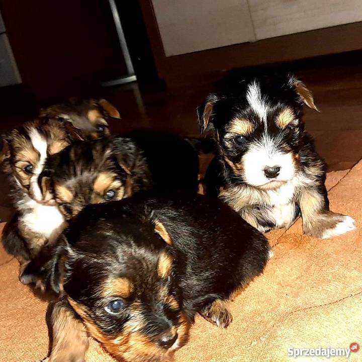 Yorki Inowrocław sprzedam