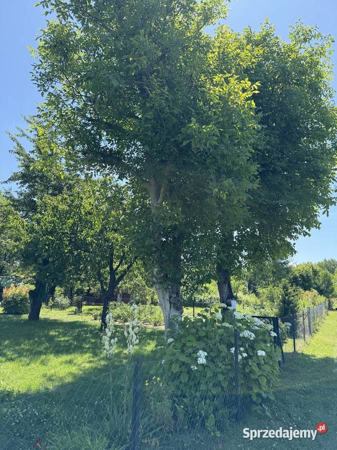 Działka ROD na sprzedaż Sprzedaż Lublin