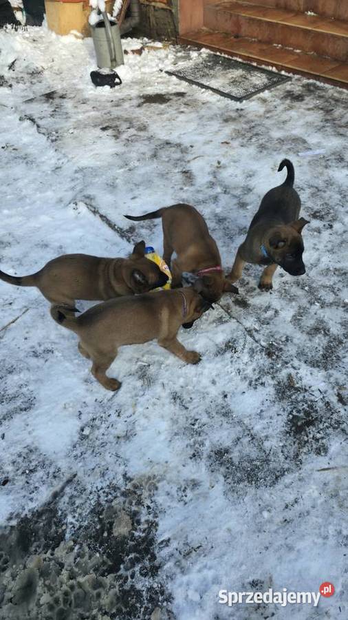 Owczarek belgijski łódzkie Skierniewice sprzedam