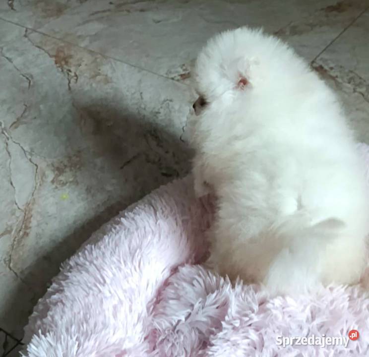 Szpic miniaturowy pomeranian bialy miś Pabianice