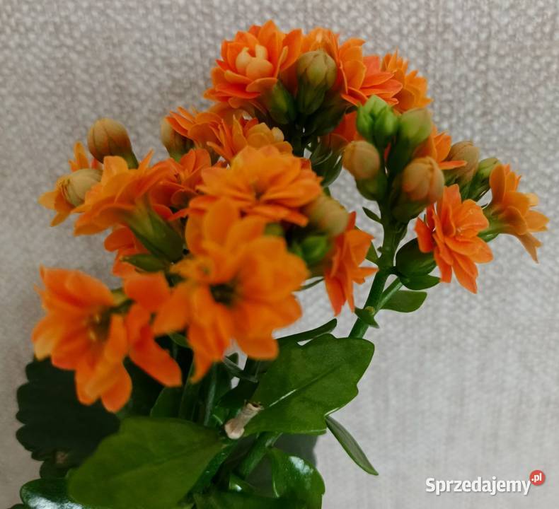 Roślina doniczkowa kalanchoe Łódź