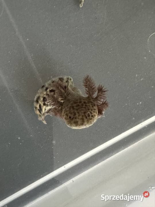 Axalotl Aksolotl Salamandra Meksykańska Płaz wielkopolskie Kępno