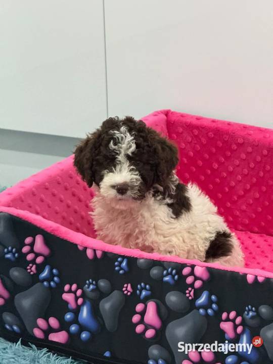 Lagotto Romagnolo ZKwPFCI Jakubowice Konińskie