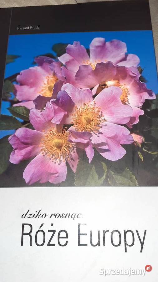 Róże Europy dziko rosnace Szczecin