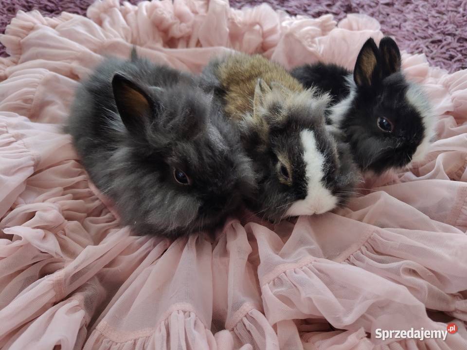 Królik miniaturka karzelek Teddy Białystok