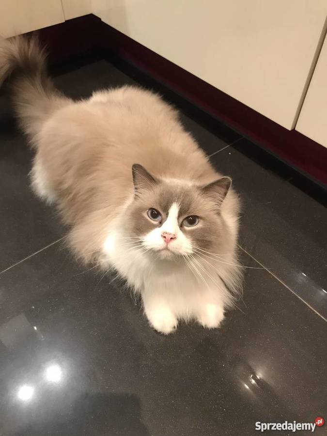 Kot Ragdoll Marki