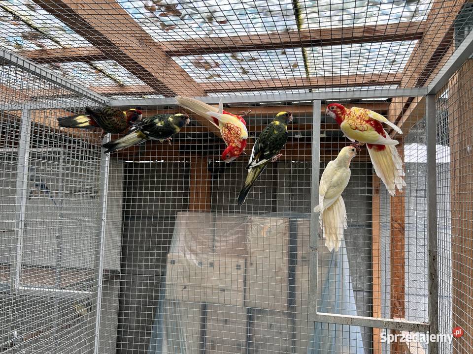 Rozelle królewskie Ptaki Ptaki Młodoszowice sprzedam