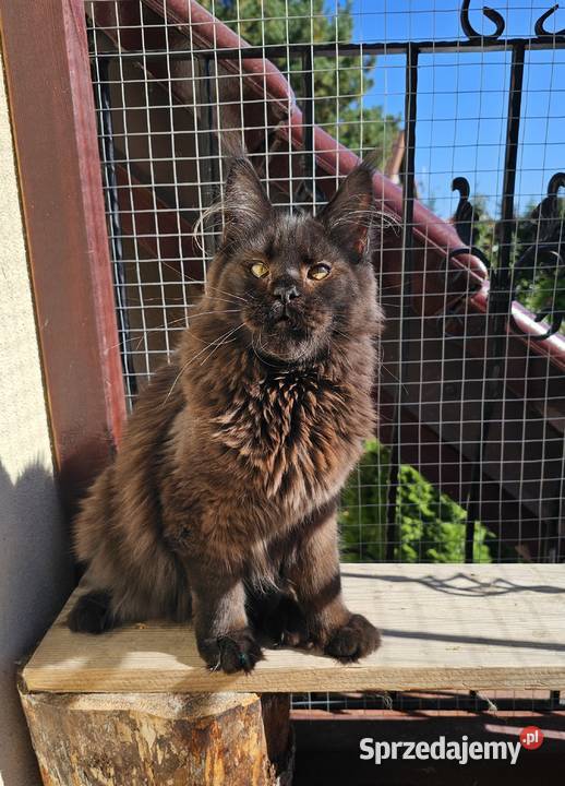 Czekoladowy Maine Coon FPL Gdańsk