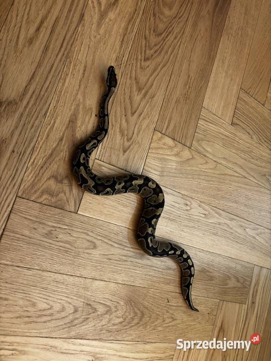 Pyton królewski z terrarium Zagościniec