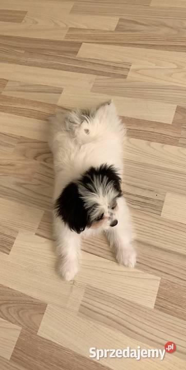 Sprzedam psiaka Elbląg