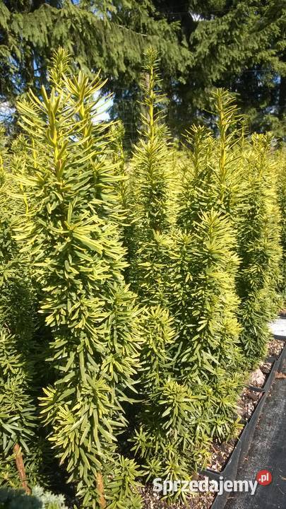 Cis pospolity David 90 100 w doniczkach Tuczępy