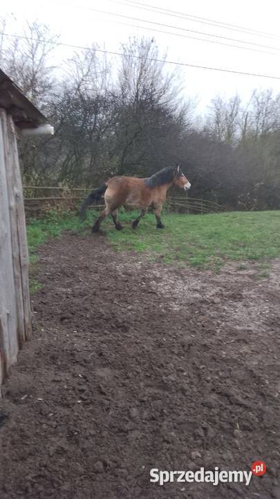Sprzedam klacz zimnokwista 3 letnia zrebna Gąbin