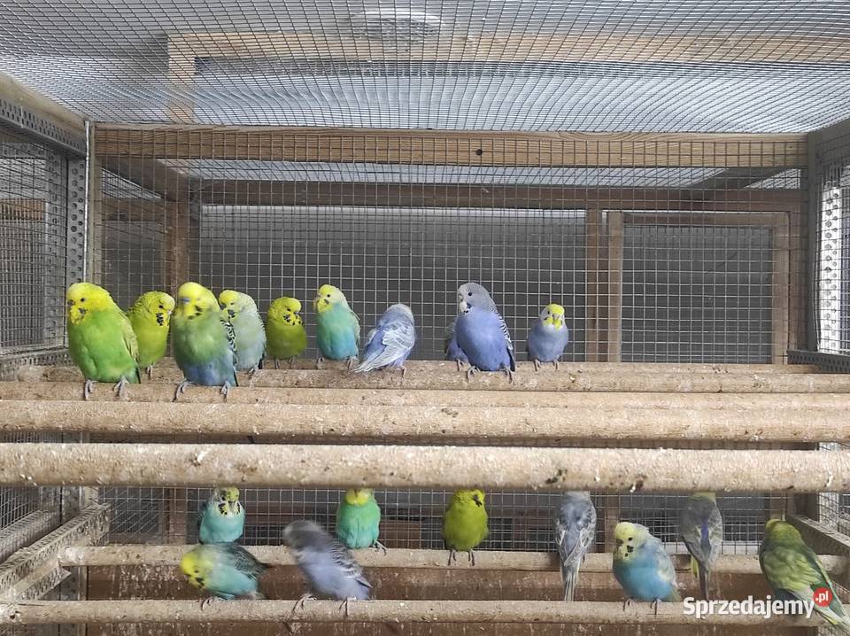 Papużki faliste Wilga