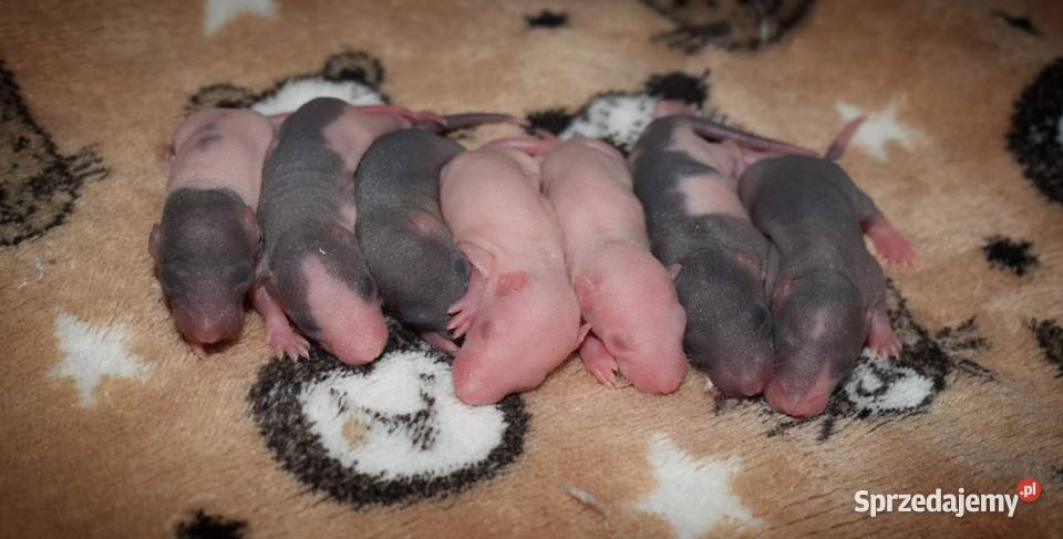 Szczurki szczur szczury fuzz Wrocław