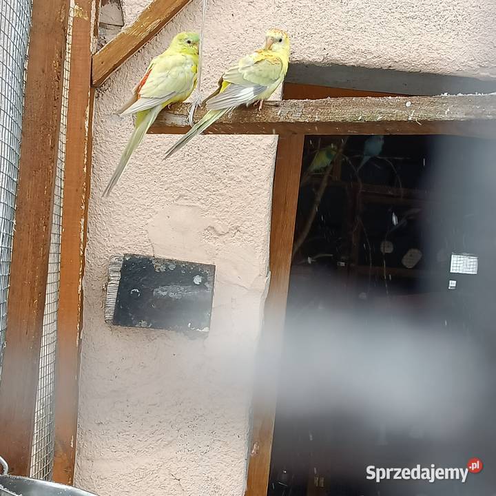 Sprzedam parę papug Pleszew