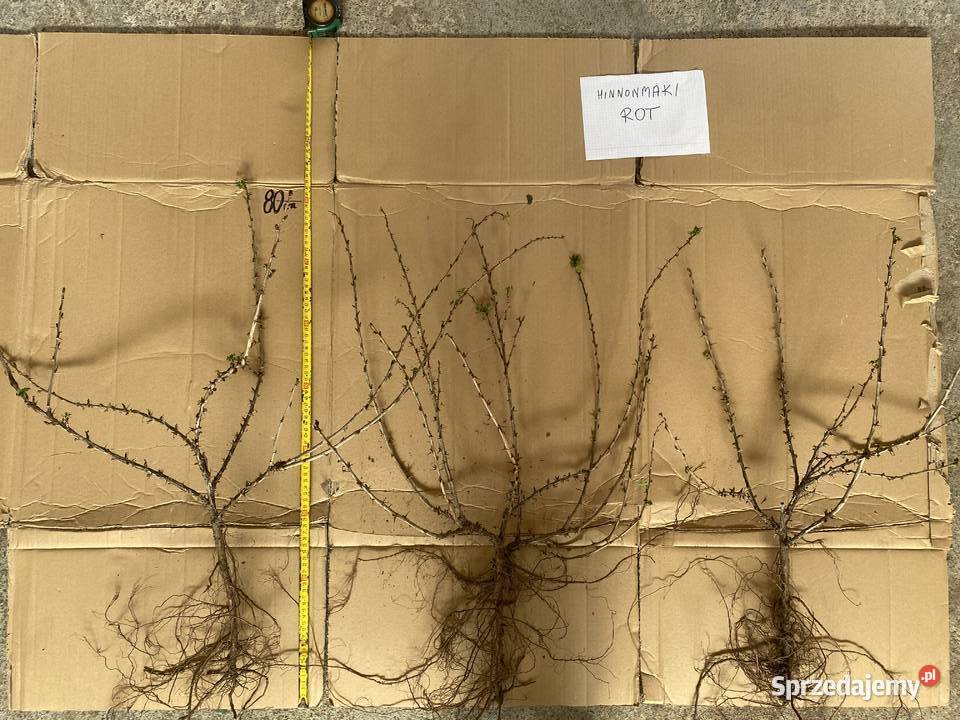 Agrest 2letni zielony i czerwony